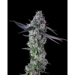 Goofiez^2, Фасовка: 3